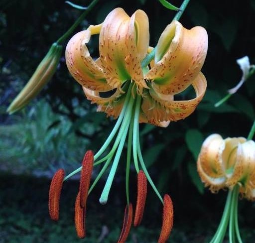 Unique flower at Quarryhill Botanical Garden in Glen Ellen, CA