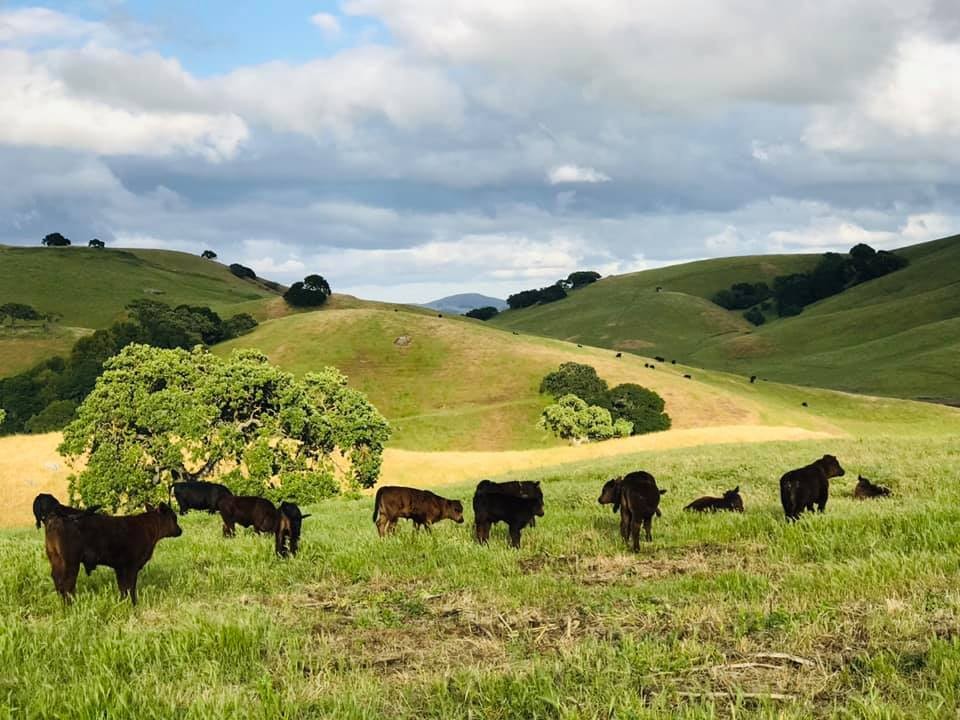 Cow pasture at Tara Firma Farms in Petaluma, CA