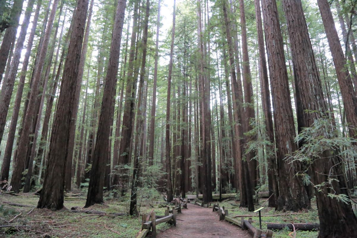 redwood tree path by sonoma county wine country